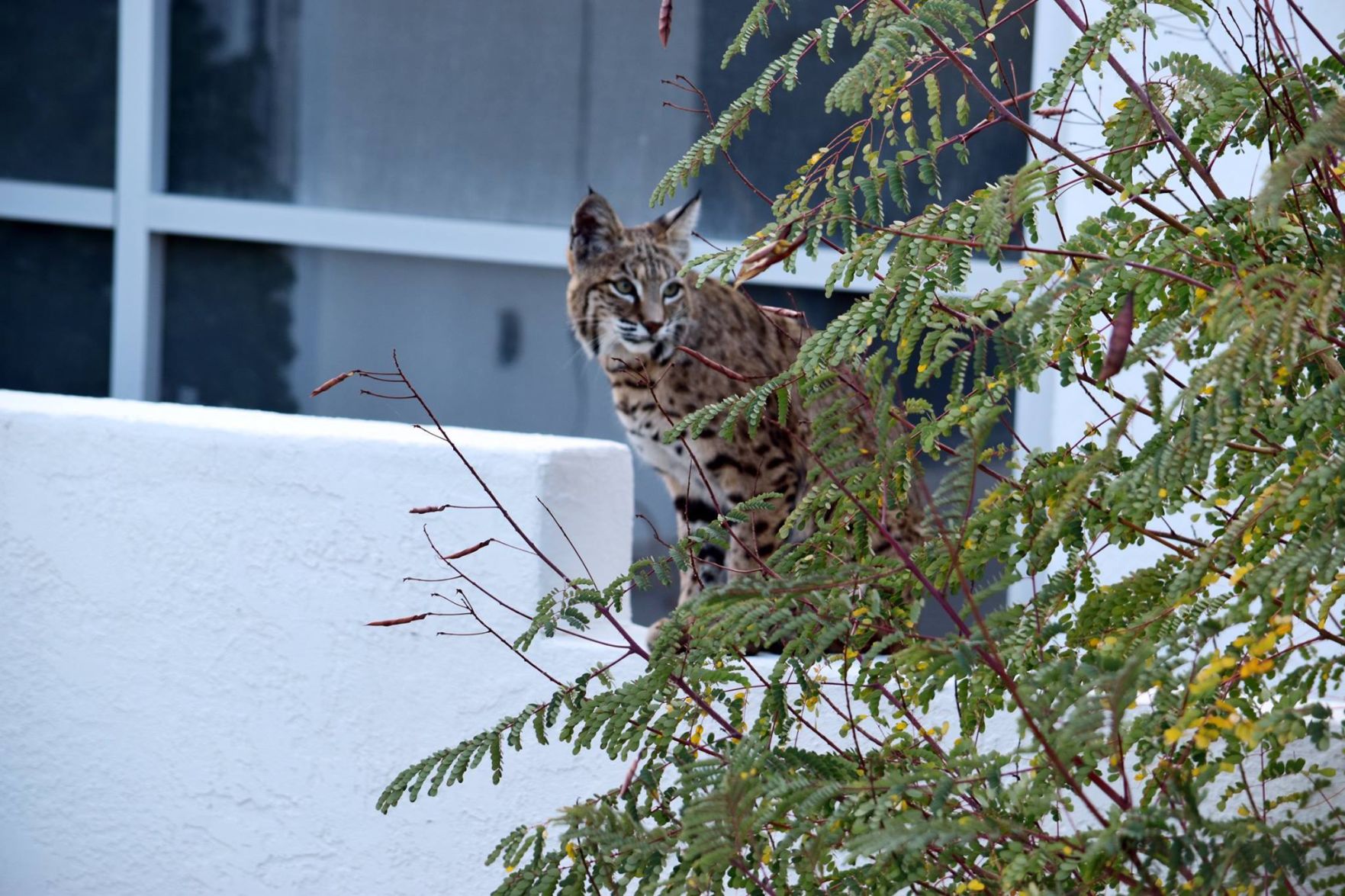 Neighborhood mascot